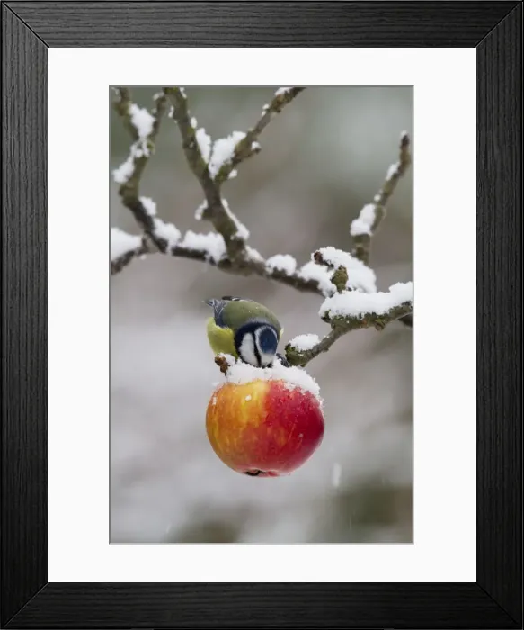 Framed Print : Blue Tit - feeding on apples in falling snow - Bedfordshire UK 8861 Framed Print : Blue Tit - feeding on apples in falling snow - Bedfordshire UK 8861
