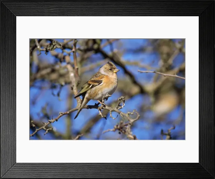 Framed Print : Brambling. CK-1531. BRAMBLING - ON TWIG. Fringilla montifringilla Framed Print : Brambling. CK-1531. BRAMBLING - ON TWIG. Fringilla montifringilla