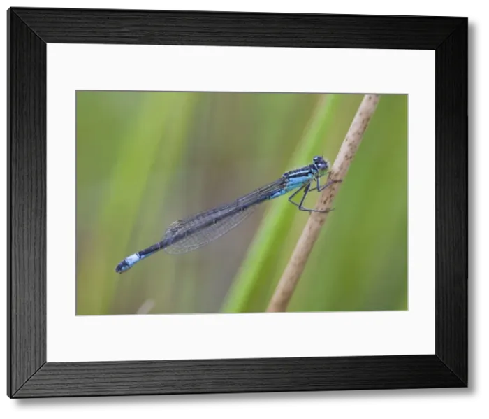 Framed Print : Blue-Tailed Damselfly - male - Cornwall - UK Framed Print : Blue-Tailed Damselfly - male - Cornwall - UK