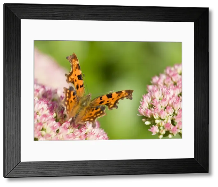 Framed Print : Comma Butterfly on Sedum - Norfolk - UK Framed Print : Comma Butterfly on Sedum - Norfolk - UK