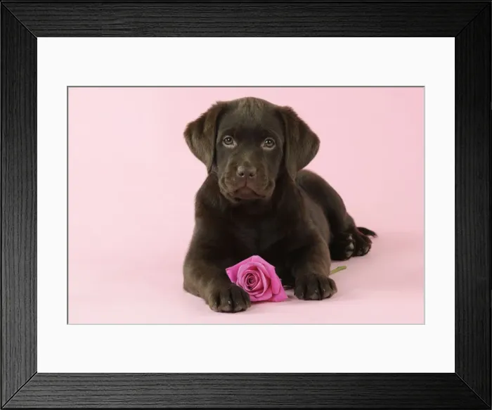 Framed Print : DOG. Chocolate Labrador puppy laying down with rose Framed Print : DOG. Chocolate Labrador puppy laying down with rose