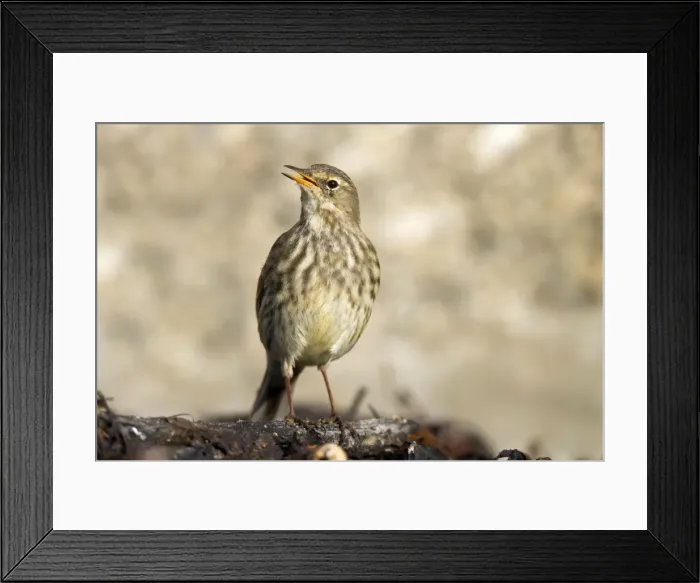 Framed Print : Rock Pipit - Cornwall - UK Framed Print : Rock Pipit - Cornwall - UK
