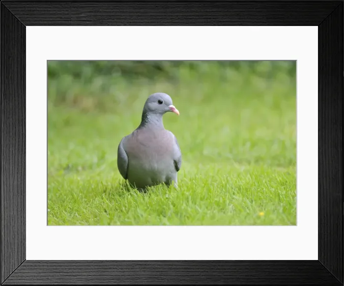 Framed Print : Stock Dove - on ground Framed Print : Stock Dove - on ground