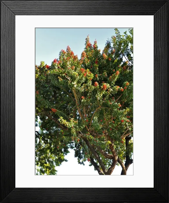 Framed Print : Pepper Tree - Botanical Garden, La Gomera, Canary Is. January. Native of Brazil. Requires trees of both sexes to be adjacent to each other Framed Print : Pepper Tree - Botanical Garden, La Gomera, Canary Is. January. Native of Brazil. Requires trees of both sexes to be adjacent to each other