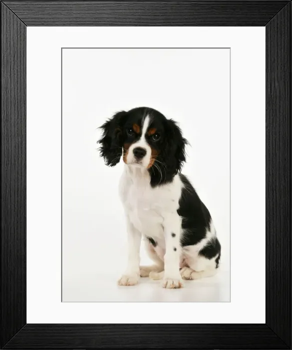 Framed Print : DOG. Cavalier king charles spaniel puppy sitting Framed Print : DOG. Cavalier king charles spaniel puppy sitting