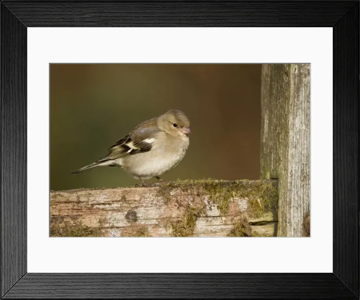 Framed Print : Chaffinch - female - Cornwall - UK Framed Print : Chaffinch - female - Cornwall - UK