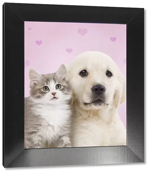 Dog - Golden retriever puppy with kitten with pink hearts Digital Manipulation: Background and hearts