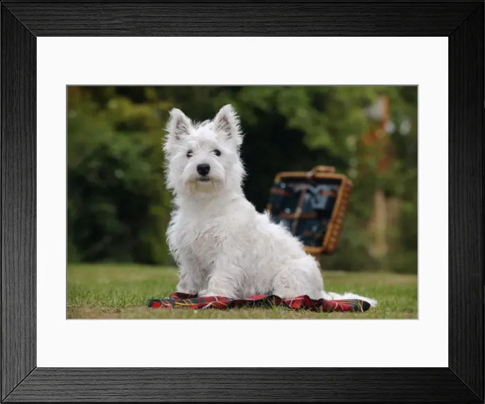 Framed Print : DOG. West highland white terrier puppy sitting with picnic basket on tartan blanket Framed Print : DOG. West highland white terrier puppy sitting with picnic basket on tartan blanket