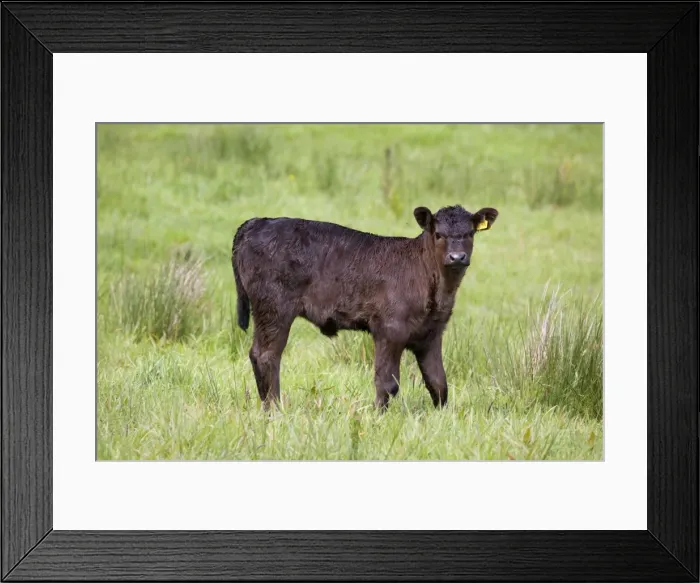 Framed Print : Bullock - Cornwall - UK Framed Print : Bullock - Cornwall - UK