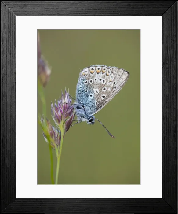 Framed Print : Common Blue Butterfly - on grass - Cornwall - UK