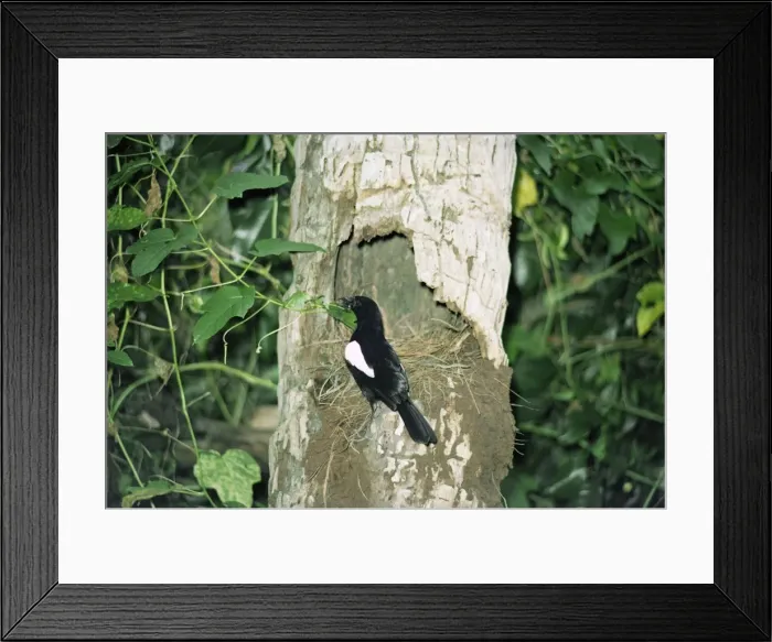 Framed Print : Seychelles Magpie-Robin - at nest Framed Print : Seychelles Magpie-Robin - at nest