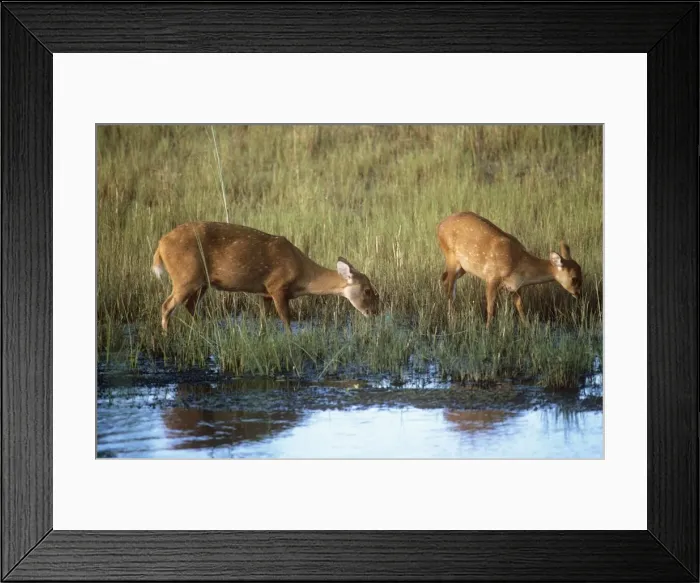 Framed Print : Hog Deer. CHM-547. Hog Deer. Axis porcinus Framed Print : Hog Deer. CHM-547. Hog Deer. Axis porcinus