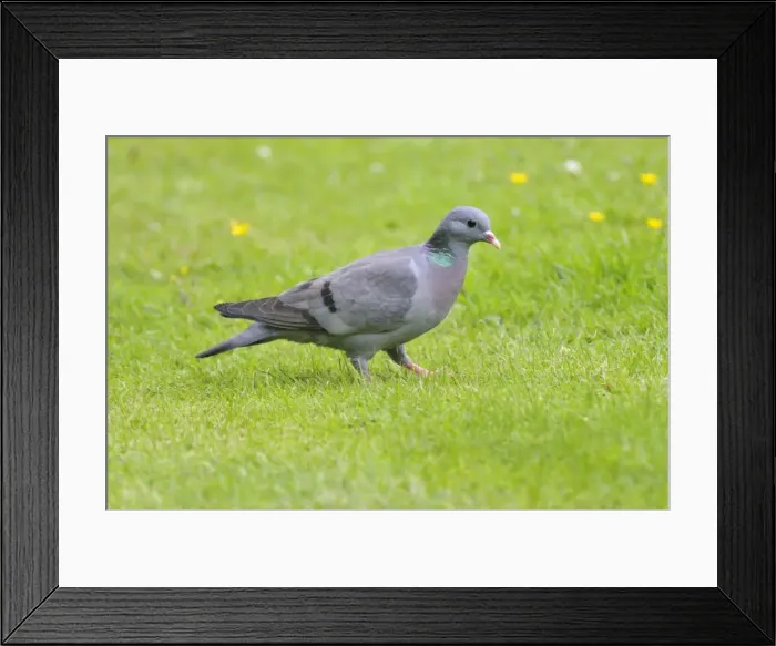 Framed Print : Stock Dove - on ground Framed Print : Stock Dove - on ground