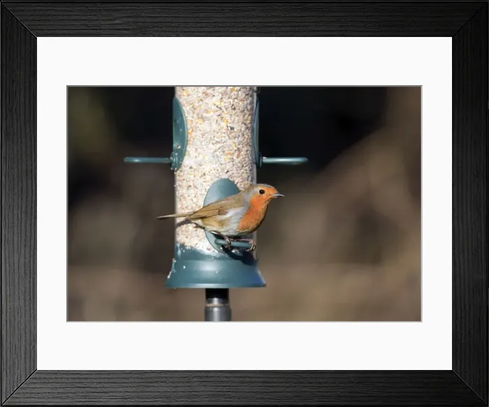 Framed Print : Robin - on seed feeder - Cornwall - UK Framed Print : Robin - on seed feeder - Cornwall - UK
