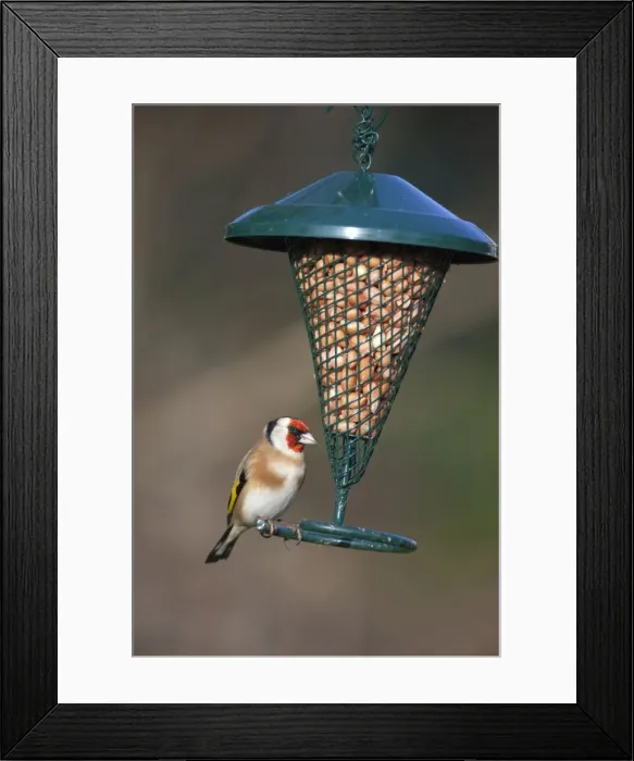 Framed Print : Goldfinch - at peanut feeder - Cornwall - UK Framed Print : Goldfinch - at peanut feeder - Cornwall - UK