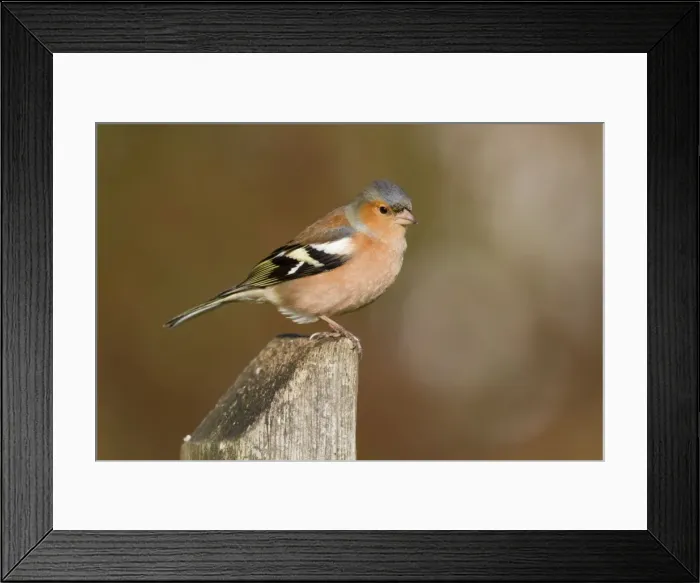 Framed Print : Chaffinch - male - Cornwall - UK Framed Print : Chaffinch - male - Cornwall - UK