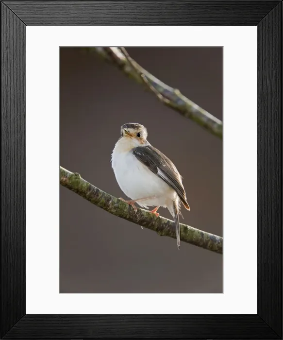 Framed Print : Robin - partial albino - Cornwall - UK Framed Print : Robin - partial albino - Cornwall - UK