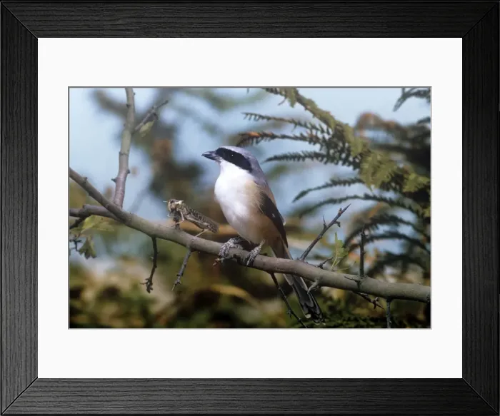 Framed Print : Black-headed Shrike - with prey impaled on thorn (larder) Framed Print : Black-headed Shrike - with prey impaled on thorn (larder)