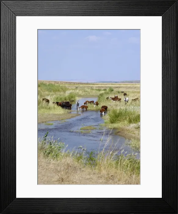 Framed Print : Cattle of Russian farmers grazes along a small river (a tributary of river Ural) in steppe on the Russia-Kazakhstan border. Typical scene in steppes SE of Orenburg city, South Russia; midsummer. Ur39. 4555 Framed Print : Cattle of Russian farmers grazes along a small river (a tributary of river Ural) in steppe on the Russia-Kazakhstan border. Typical scene in steppes SE of Orenburg city, South Russia; midsummer. Ur39. 4555