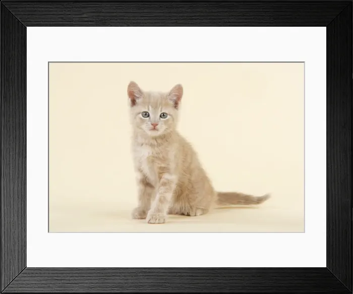 Framed Print : KITTEN. JD-22231. KITTEN.. John Daniels. Please note that prints are for Framed Print : KITTEN. JD-22231. KITTEN.. John Daniels. Please note that prints are for
