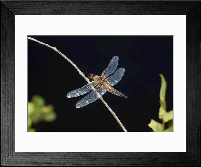 Framed Print : Four Spotted Chaser - Cornwall - UK Framed Print : Four Spotted Chaser - Cornwall - UK