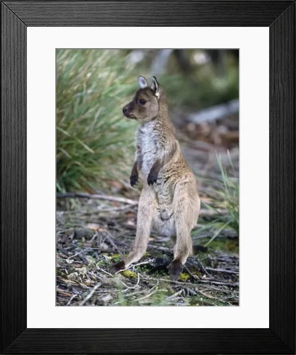 Framed Print : Western Grey Kangaroo - joey - Australia Framed Print : Western Grey Kangaroo - joey - Australia