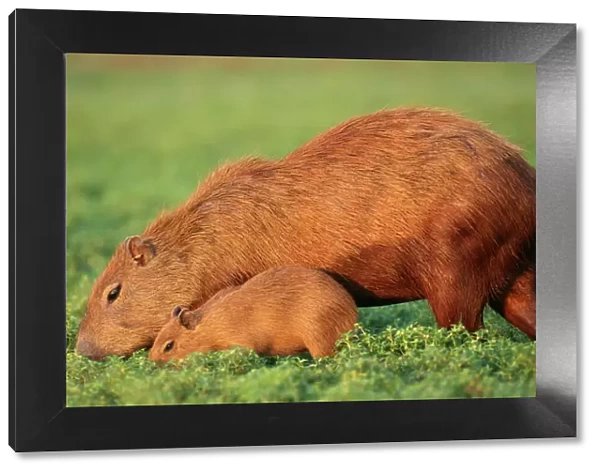 Capybara FG 9581 Mother & Baby grazing, Venezuela. Hydrochaeris hydrochaeris © Francois Gohier  /  ARDEA LONDON