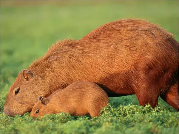 Capybara FG 9581 Mother & Baby grazing, Venezuela. Hydrochaeris hydrochaeris © Francois Gohier  /  ARDEA LONDON