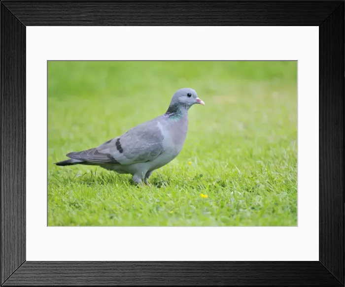 Framed Print : Stock Dove - on ground Framed Print : Stock Dove - on ground