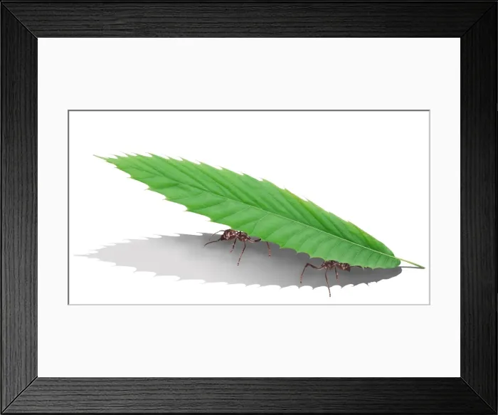 Framed Print : Leaf Cutter Ant - carrying leaf MANIPULATED IMAGE Framed Print : Leaf Cutter Ant - carrying leaf MANIPULATED IMAGE