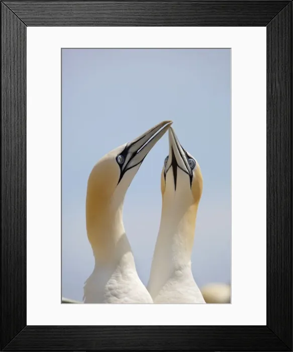 Framed Print : Gannets - Ireland