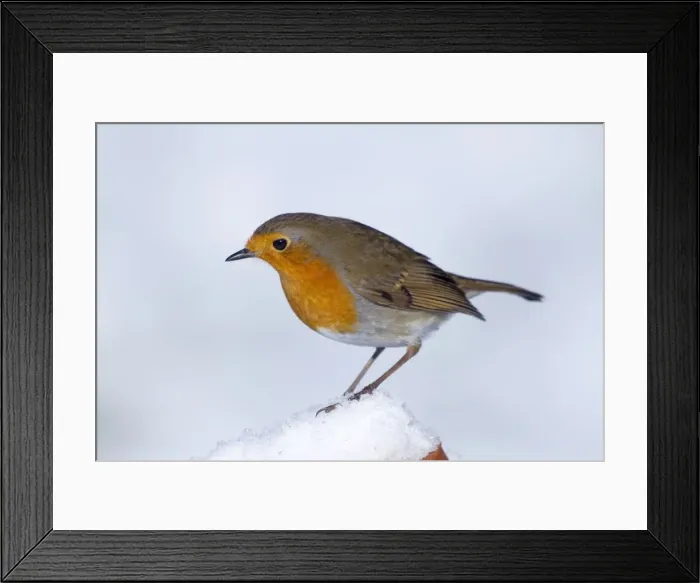 Framed Print : Robin - in winter snow - Cornwall - UK Framed Print : Robin - in winter snow - Cornwall - UK