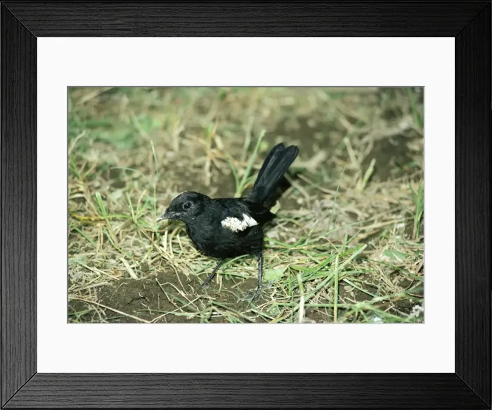 Framed Print : Seychelles Magpie Robin Framed Print : Seychelles Magpie Robin