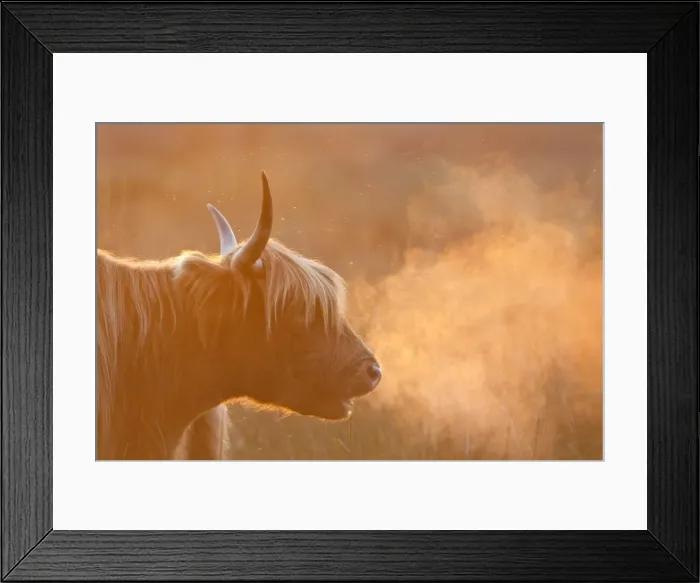 Framed Print : Highland Cattle - breath visible - Norfolk grazing marsh - UK Framed Print : Highland Cattle - breath visible - Norfolk grazing marsh - UK