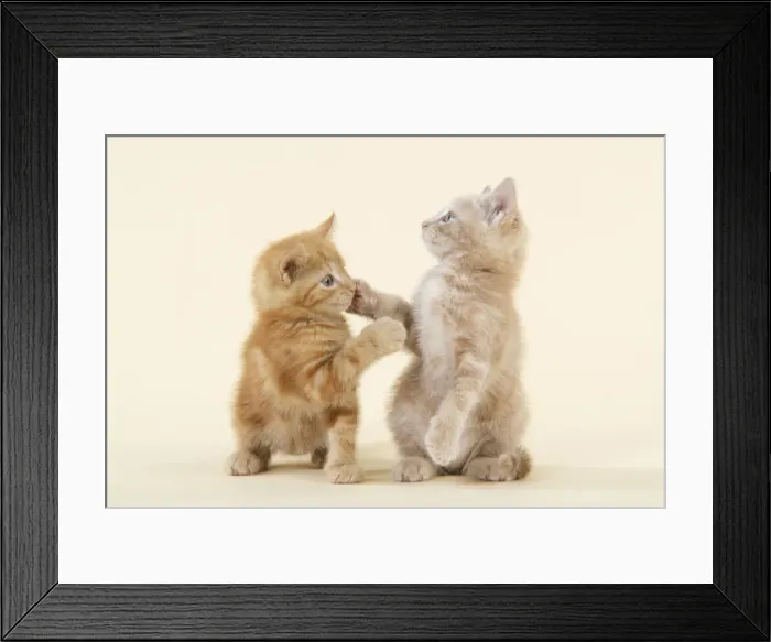 Framed Print : KITTENS. ( ginger ) playing Framed Print : KITTENS. ( ginger ) playing