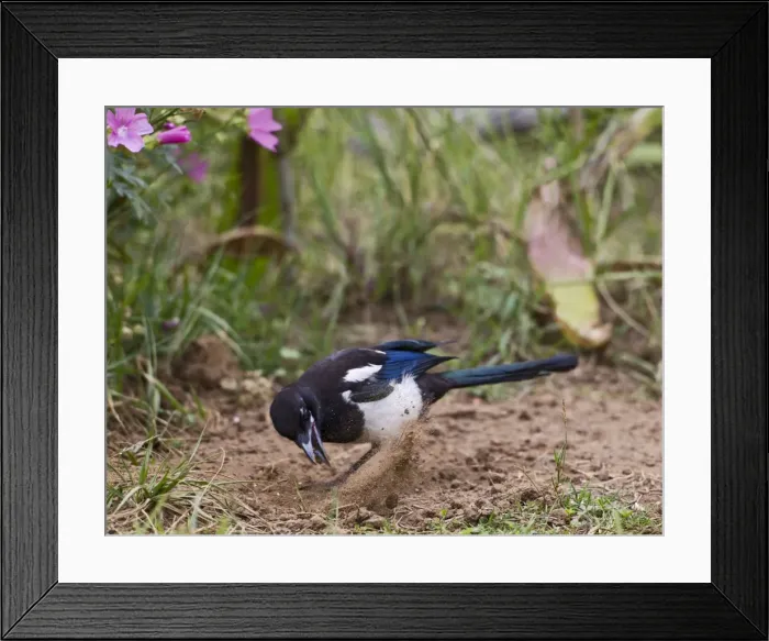 Framed Print : Magpie - searching for ants - Bedfordshire UK 11018 Framed Print : Magpie - searching for ants - Bedfordshire UK 11018