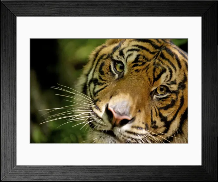 Framed Print : Sumatran Tiger - close-up face - Indonesia Taman safari Framed Print : Sumatran Tiger - close-up face - Indonesia Taman safari
