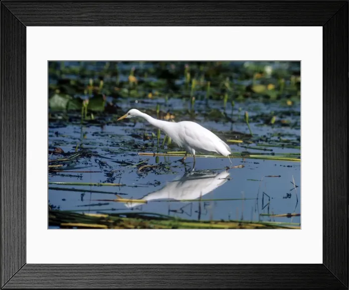 Framed Print : Yellow-billed Egret - Kenya - Africa Framed Print : Yellow-billed Egret - Kenya - Africa