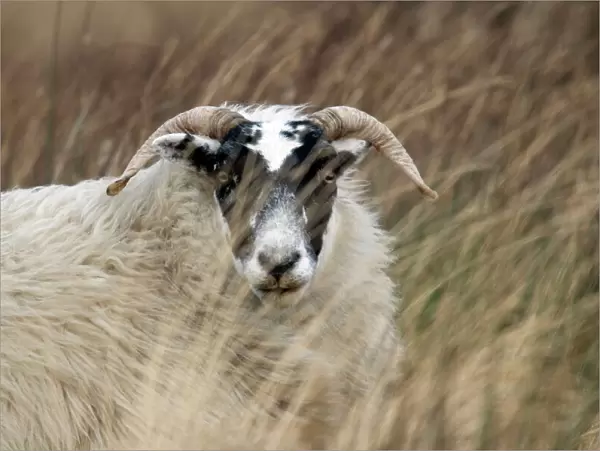 Highland Blackface Sheep Islay Scotland