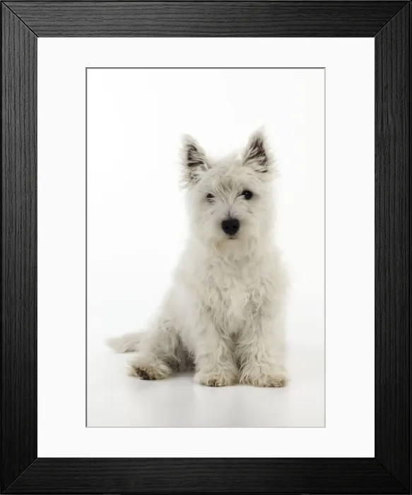 Framed Print : DOG. West highland white terrier puppy Framed Print : DOG. West highland white terrier puppy