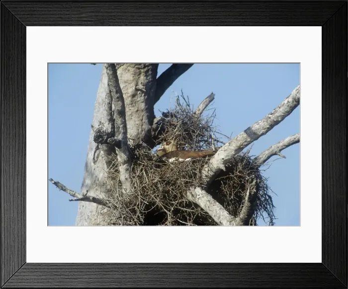 Framed Print : Egyptian Goose - nesting on top of a buffalo weaver nest - South Africa Framed Print : Egyptian Goose - nesting on top of a buffalo weaver nest - South Africa