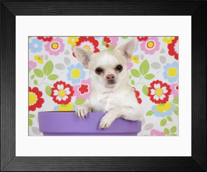 Framed Print : DOG. Chihuahua sitting in plant pot Framed Print : DOG. Chihuahua sitting in plant pot
