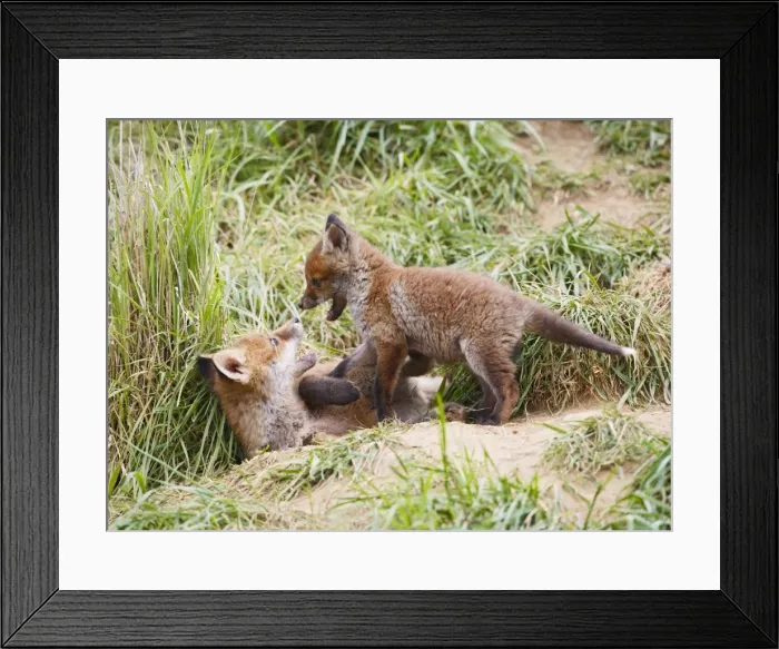 Framed Print : Red Fox - cubs playing near earth - Bedfordshire UK 10078 Framed Print : Red Fox - cubs playing near earth - Bedfordshire UK 10078