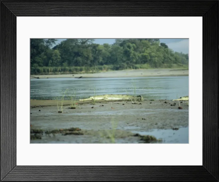 Framed Print : Gavial / Gharial - Nepal Framed Print : Gavial / Gharial - Nepal