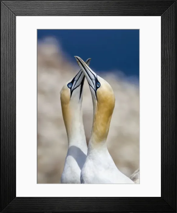 Framed Print : Gannets - Ireland Framed Print : Gannets - Ireland