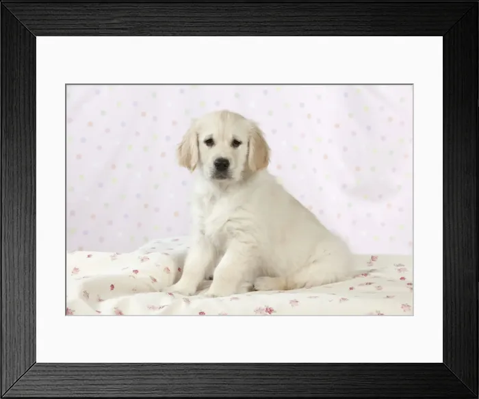 Framed Print : Dog - Golden Retriever - puppy sitting down on bed Framed Print : Dog - Golden Retriever - puppy sitting down on bed