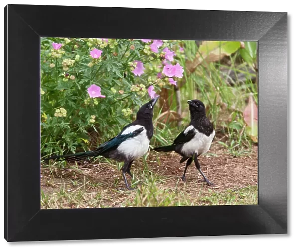 Magpie - youngsters interacting in garden - Bedfordshire UK 11088