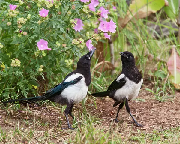 Magpie - youngsters interacting in garden - Bedfordshire UK 11088