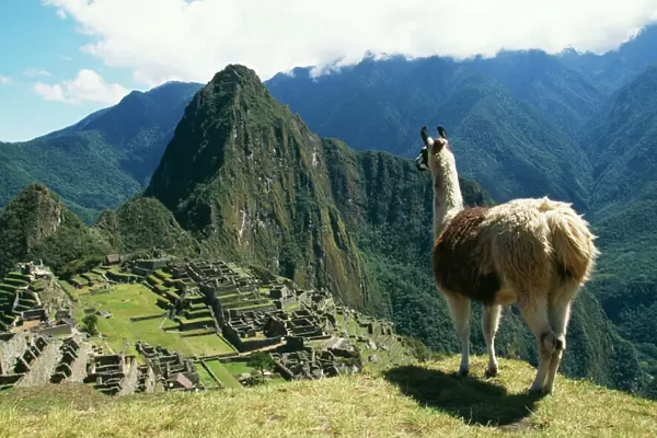 Llama FG 8898 Photographed at Machu Picchu, Peru. Lama glama © Francois Gohier  /  ARDEA LONDON