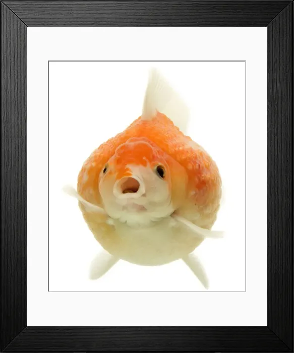Framed Print : Goldfish - in studio Framed Print : Goldfish - in studio